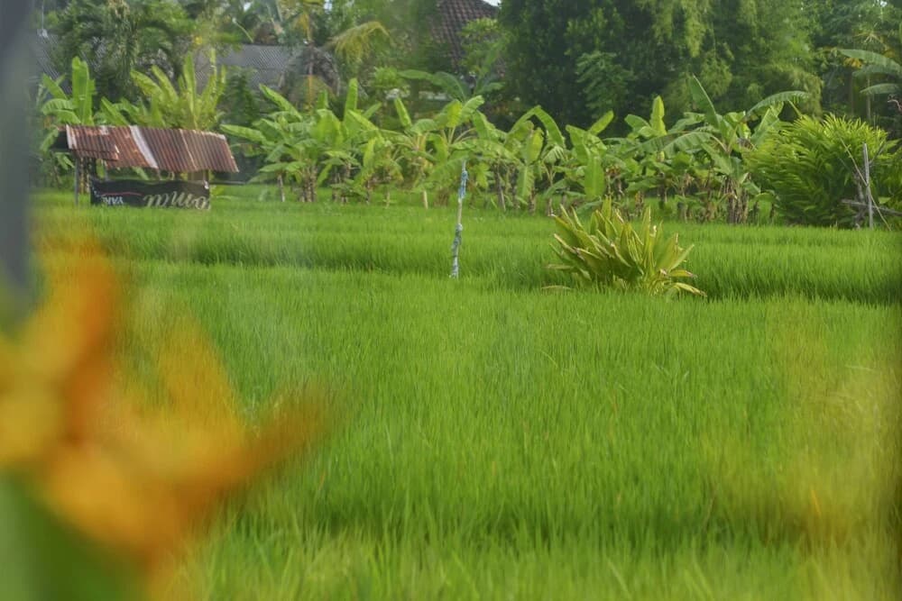 Villa Bella Batubulan - photo 10