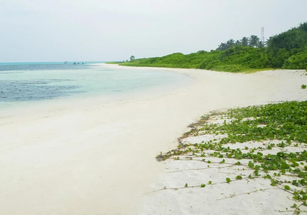 Whale Shark Inn Maldives - photo 13