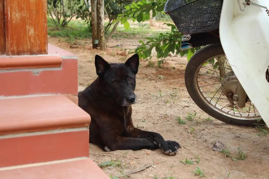 Spring Garden Homestay - photo 9