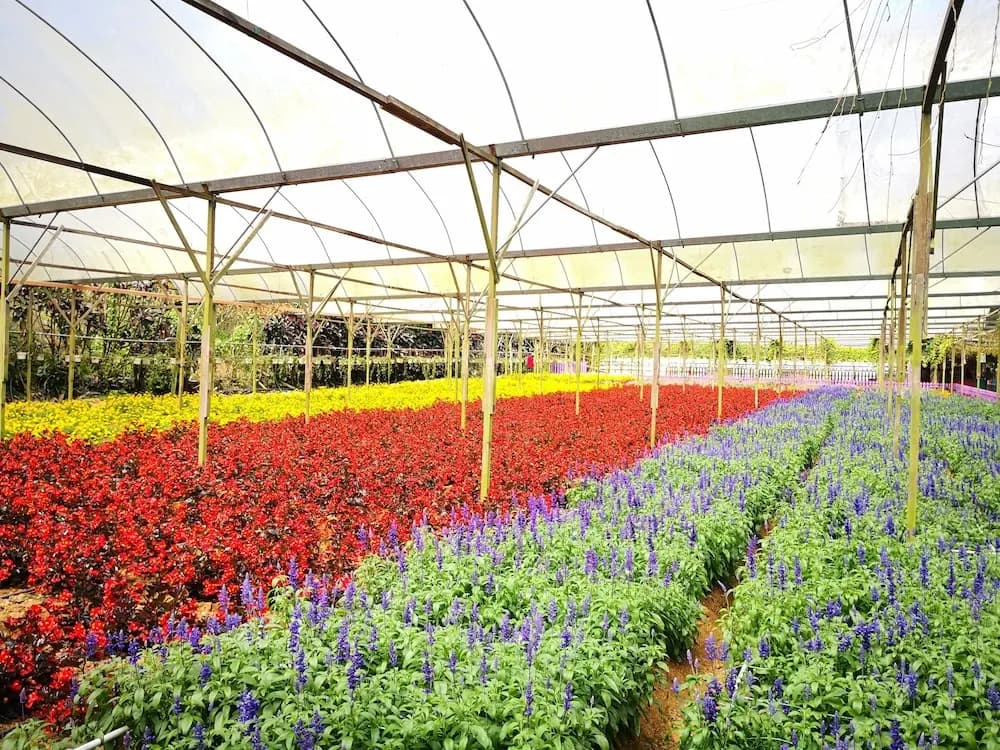 Mu Mawar Strawberry Gohtong Family Suite - photo 19