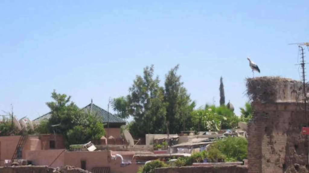 Riad Amin - photo 20
