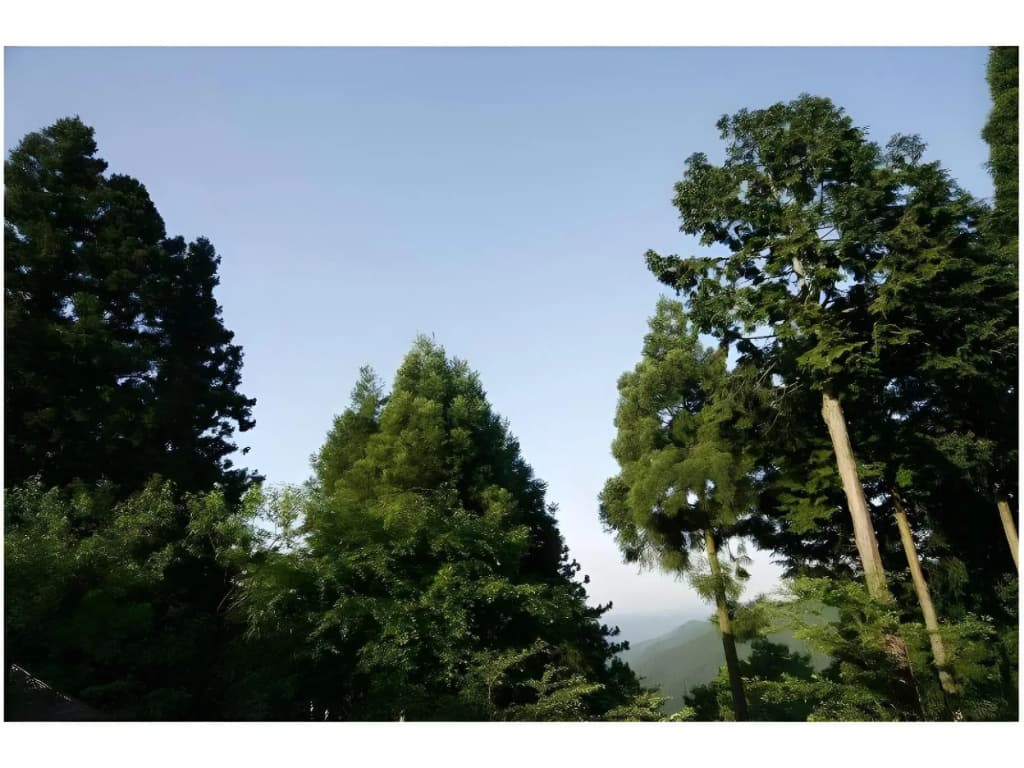 Fujimotoso - photo 9