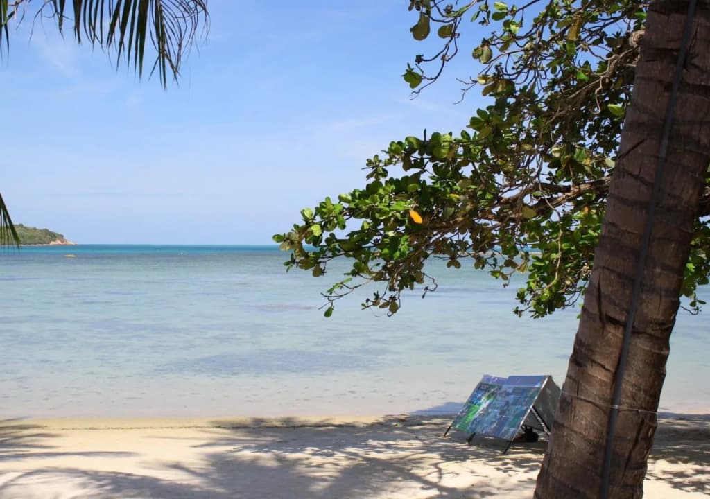 Palm Island - photo 14