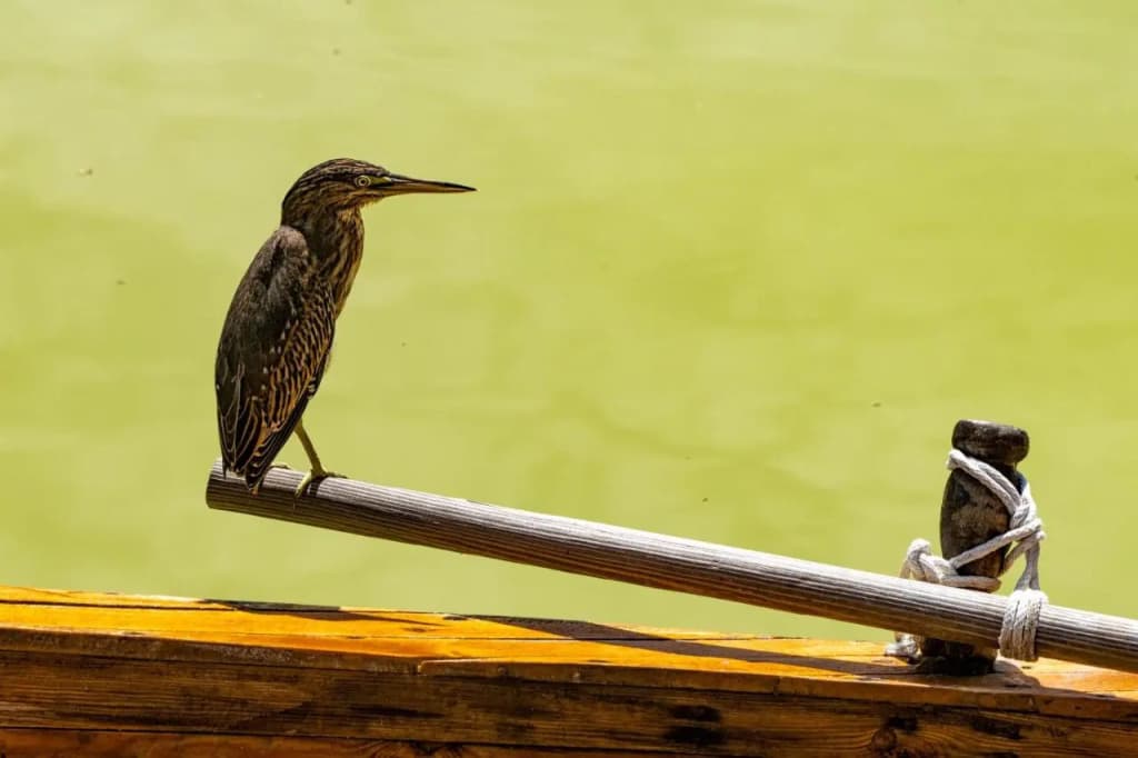 South Palm Resort Maldives - photo 36