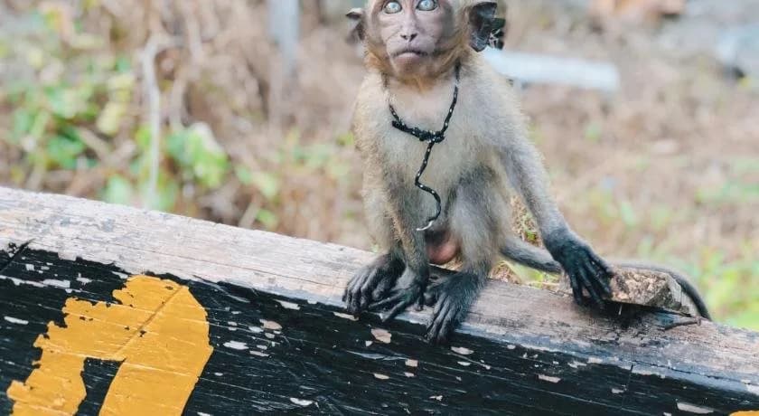Monkey Bungalow - photo 27