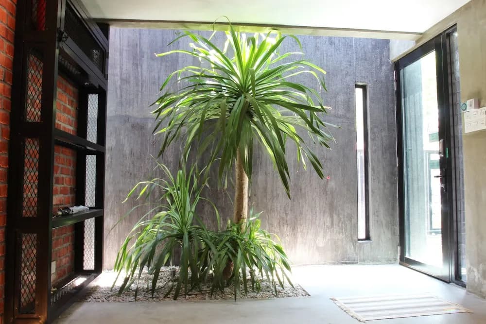 Owl Homestay - photo 1