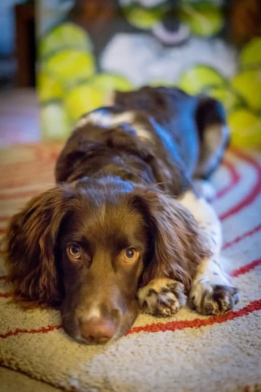 Kingsley Edinburgh - photo 12