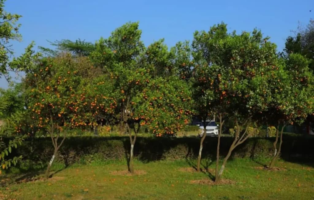 Haritma Resort - photo 2