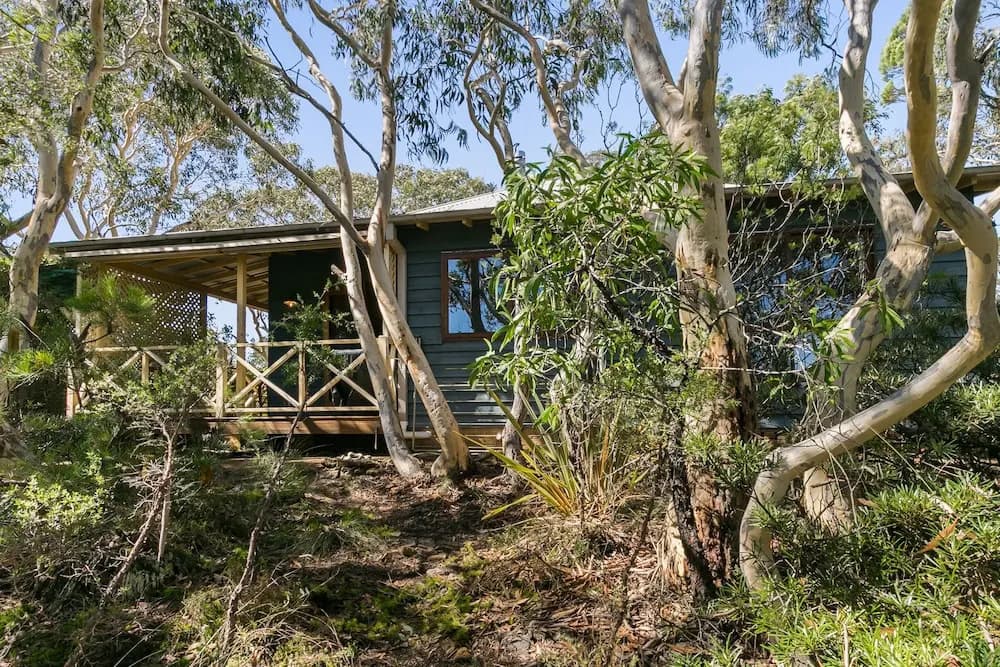 Scribbly Gum - photo 8