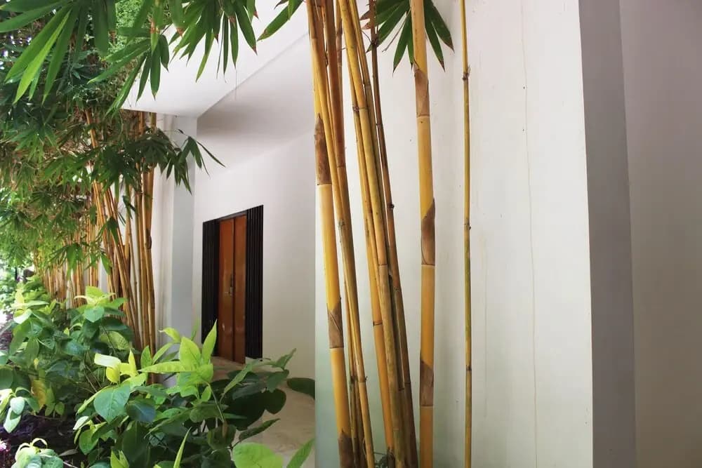 Trumbu Nusa - photo 23