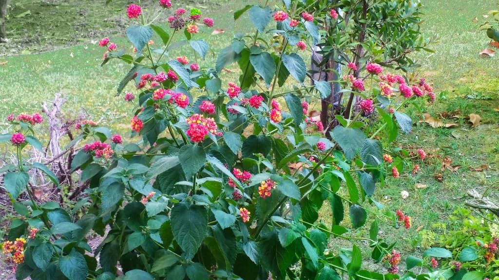 Ecolodge Coppola Guesthouse - photo 20