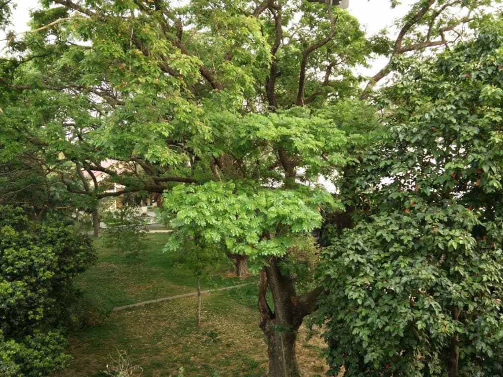 KP Mansion - photo 8