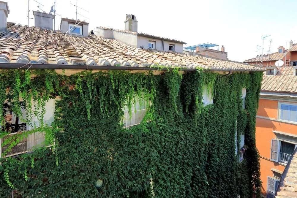 Volpe - photo 10