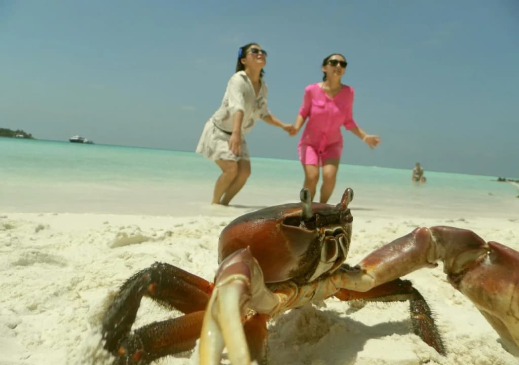 Rasreef Rasdhoo Maldives - photo 6