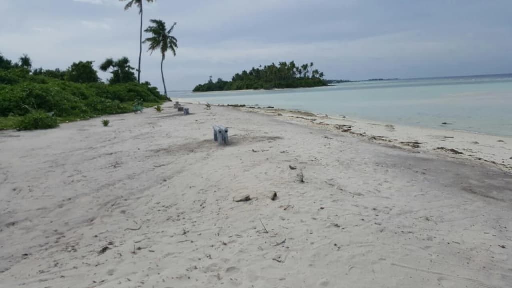 Island Guest - photo 19