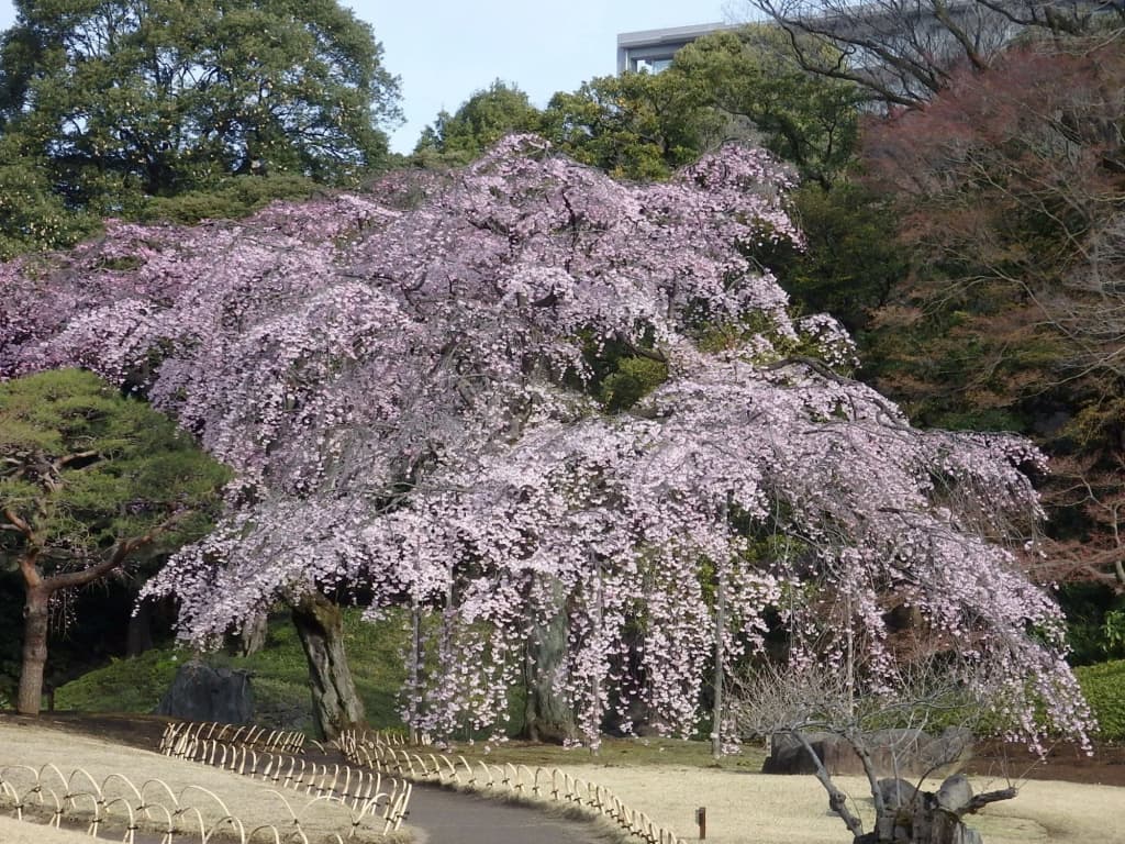 Koraku Garden Hotel - photo 22