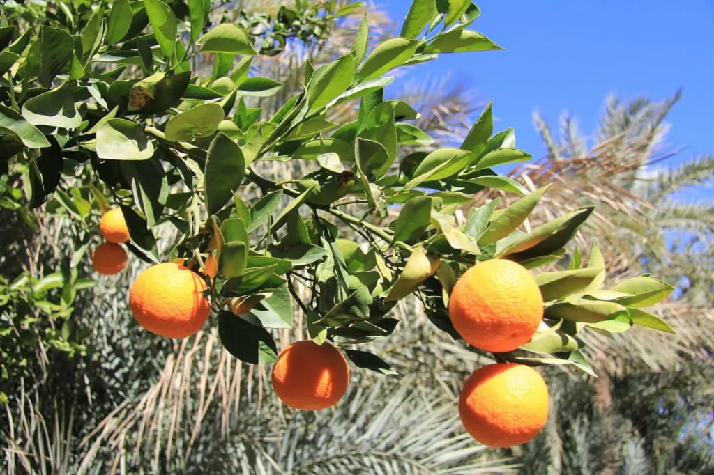 Jnane Tamsna - photo 13