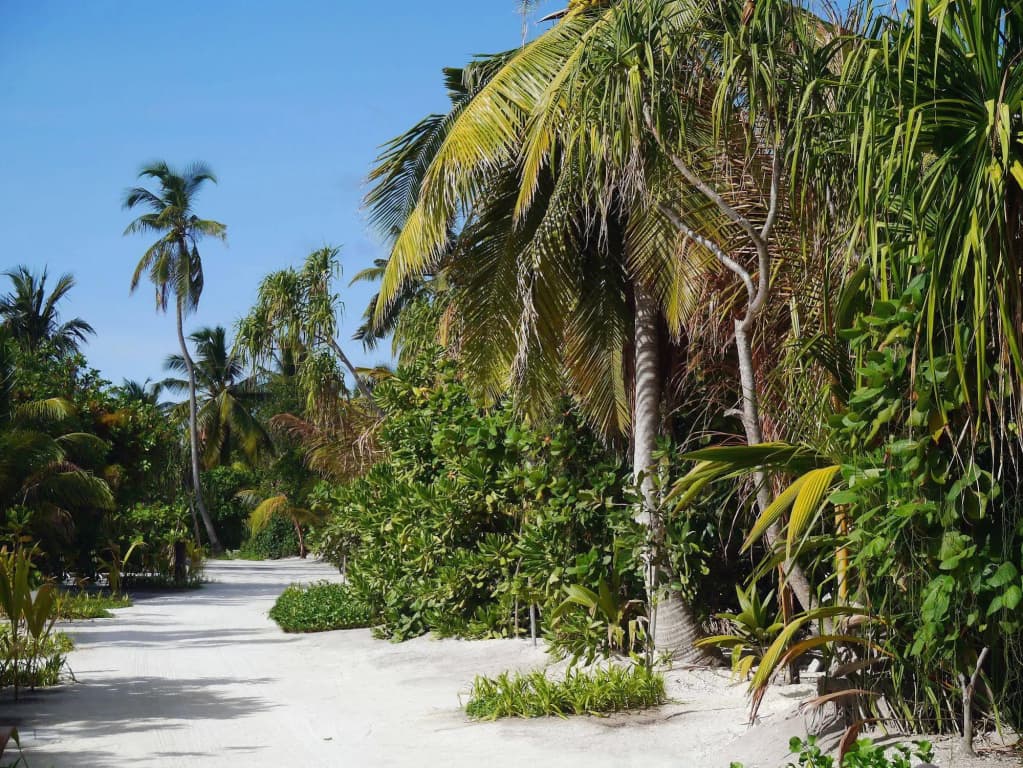 The Residence Maldives Resort - photo 11
