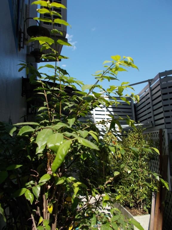 Wualai Residence - photo 42