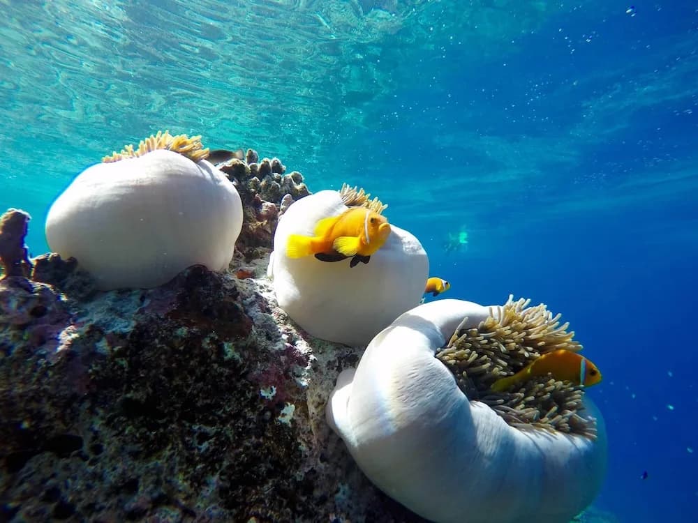 Suffix Retreat - Stay, Dive & Explore Fuvahmulah - photo 24
