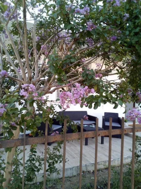 The judas trees - photo 3