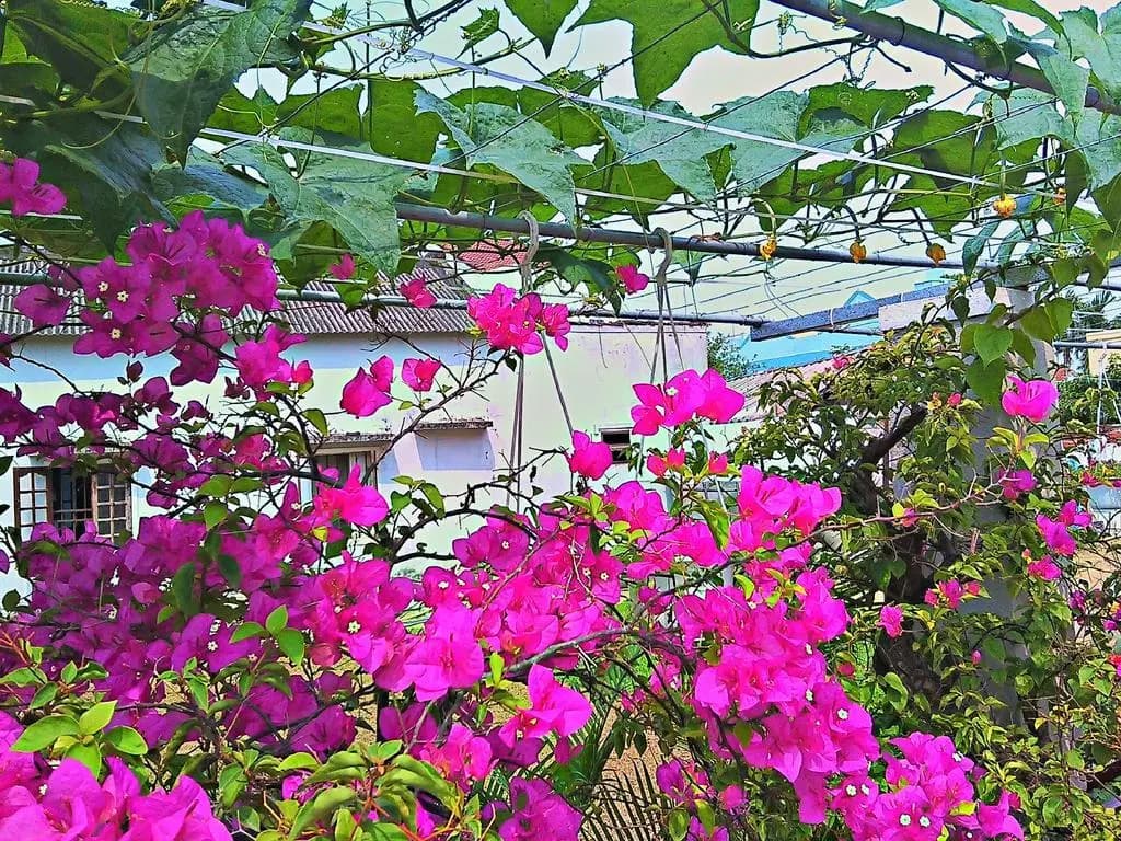 MS Tri House Homestay - photo 2