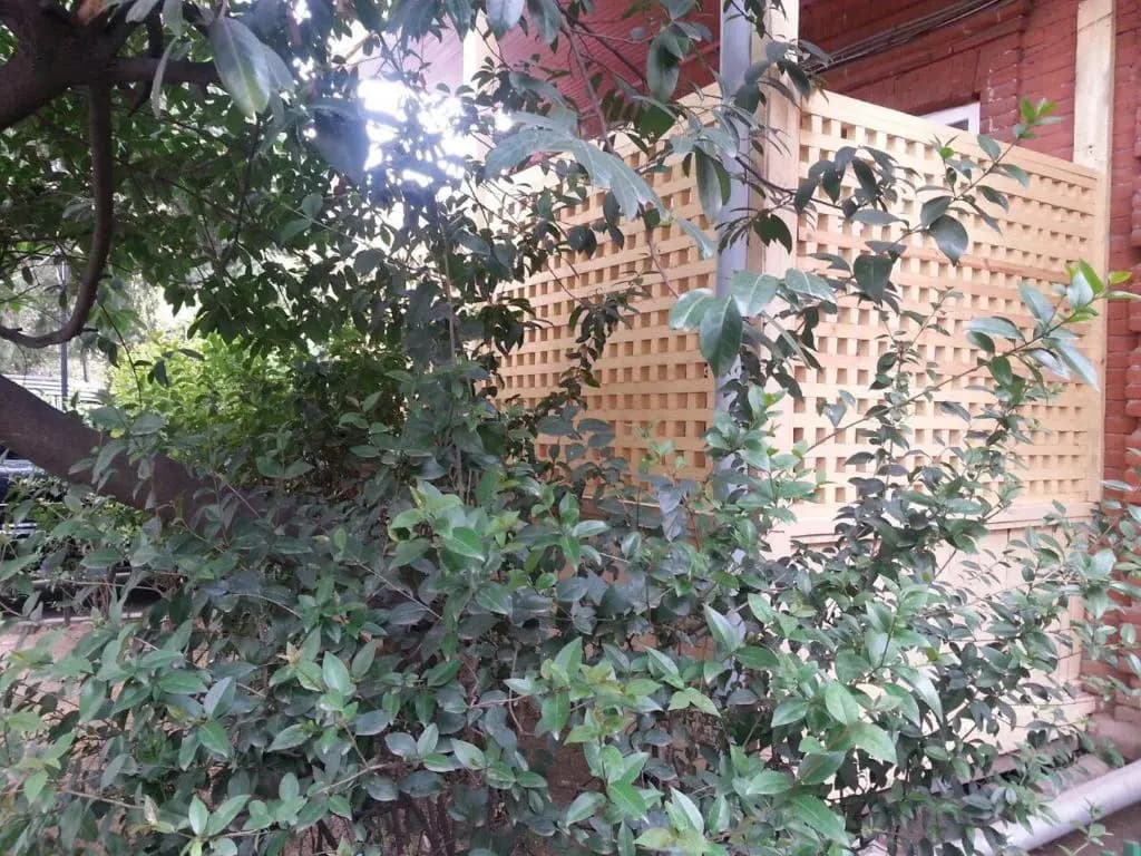 Orchid Hotel - photo 14