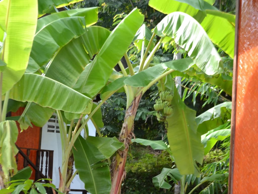 Silvermoon Beach & Jungle Resort - photo 12