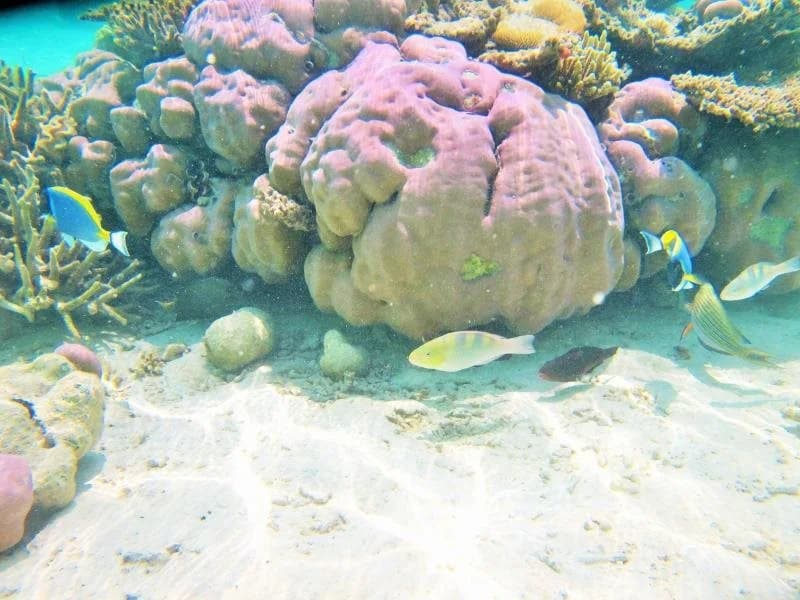 Central View - Maldives - photo 19