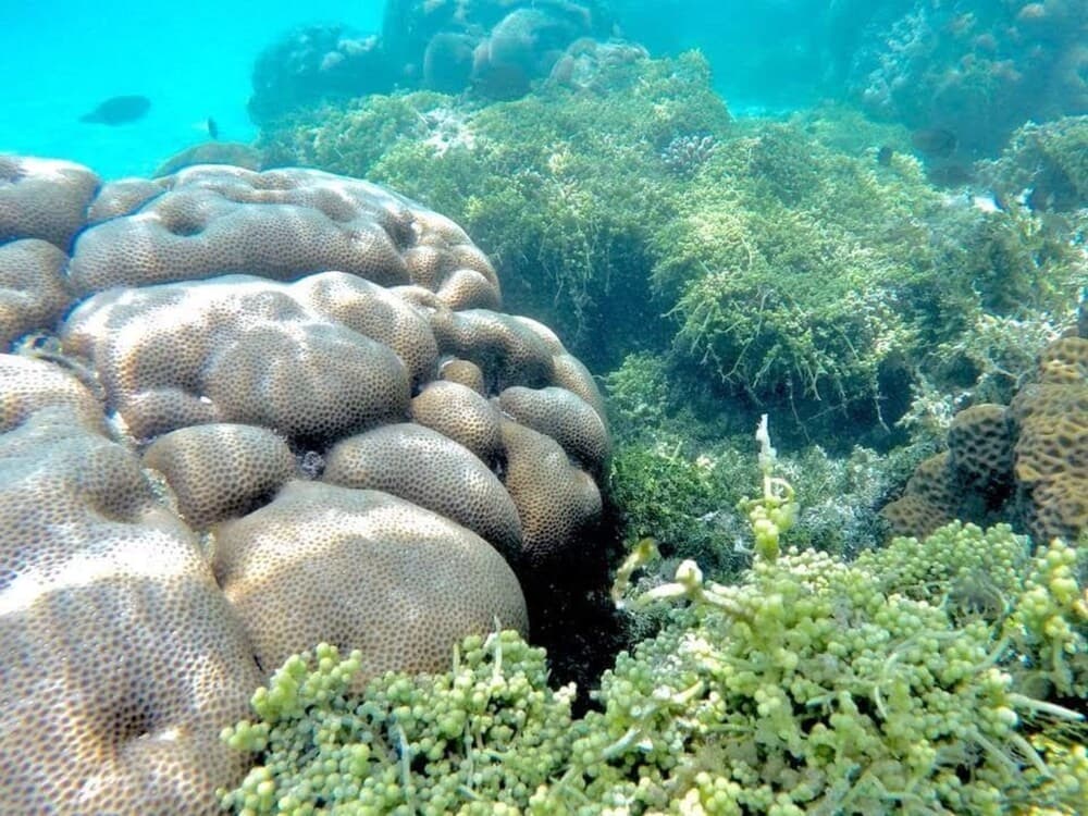 White Lagoon Fehendhoo - photo 31