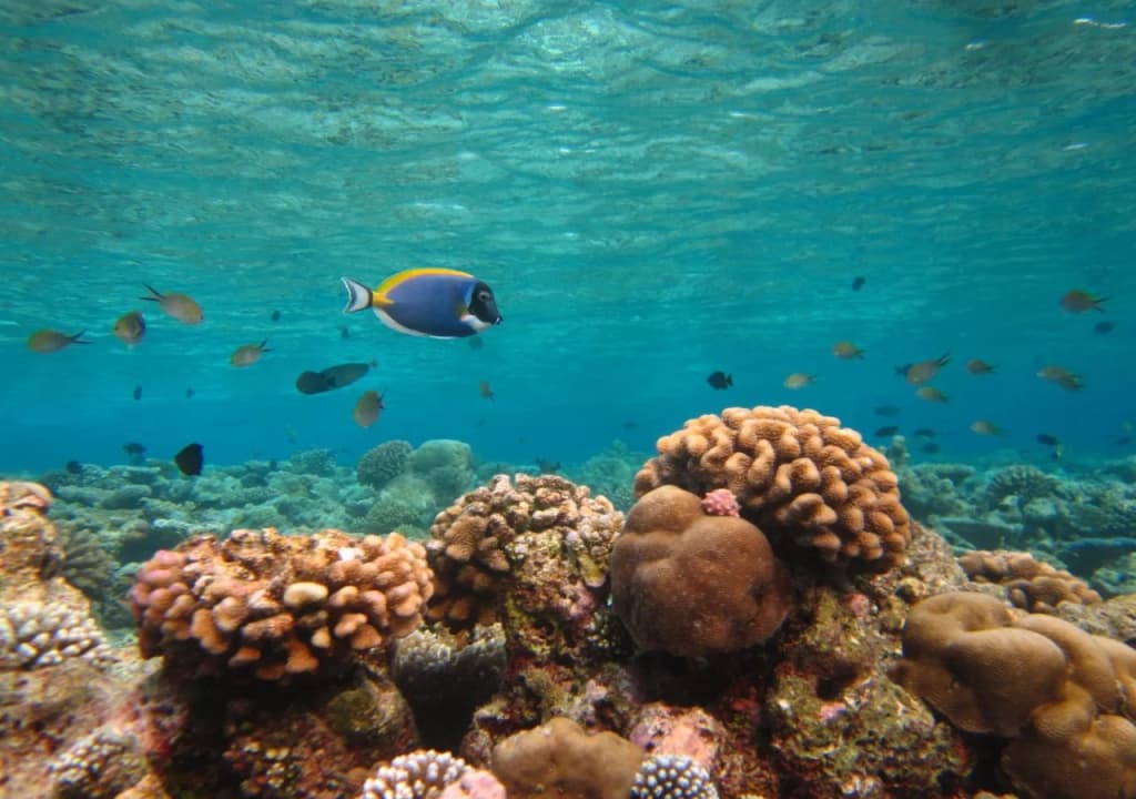Rangali Etos Guraidhoo - photo 10