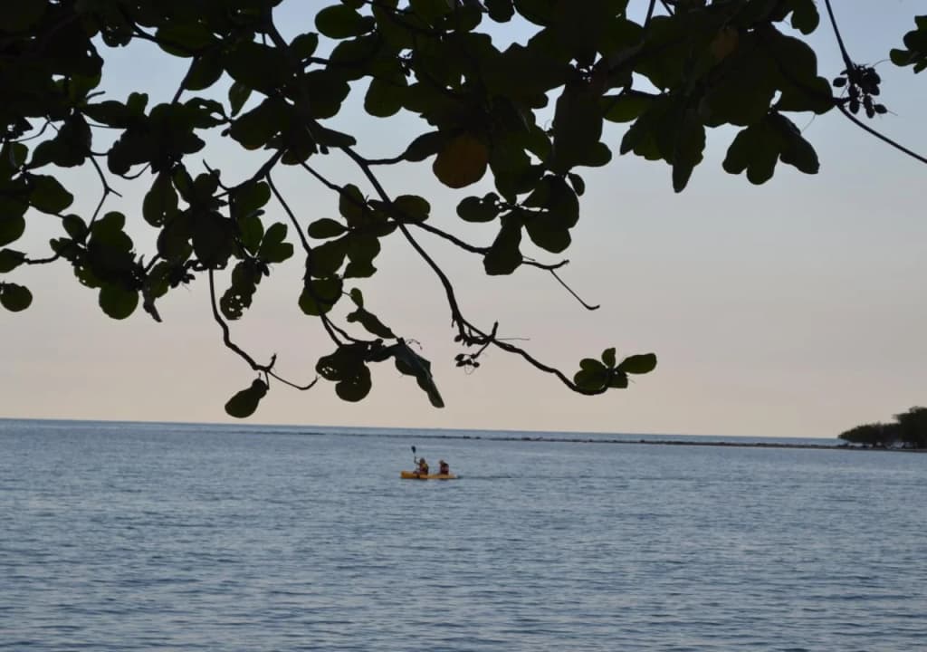 Palm Island - photo 24