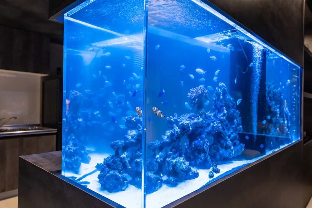 JAPAVISTA Aqua - photo 31