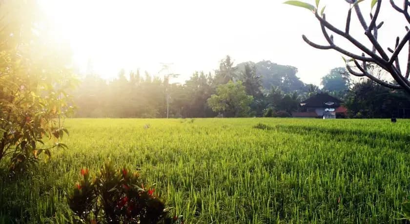 Bening Bungalow - photo 8