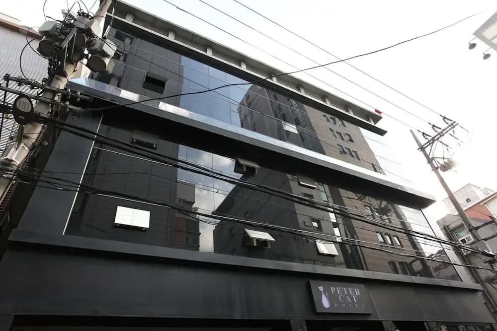 Shinchon Peter Cat - photo 29