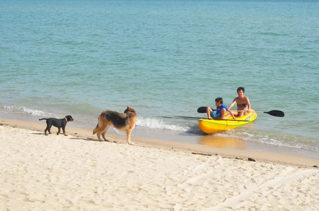 Phangan Rainbow Bungalows - photo 16