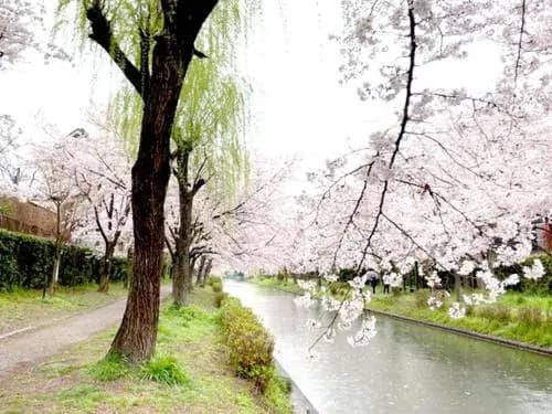 Suzume-An - photo 9