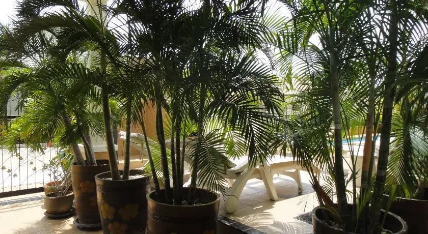 Palm Tree Villa - photo 7