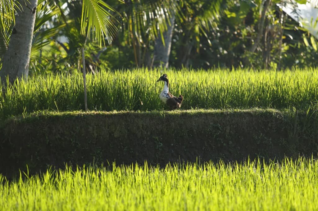 The LUXE Ubud, a Boutique Hotel - photo 23