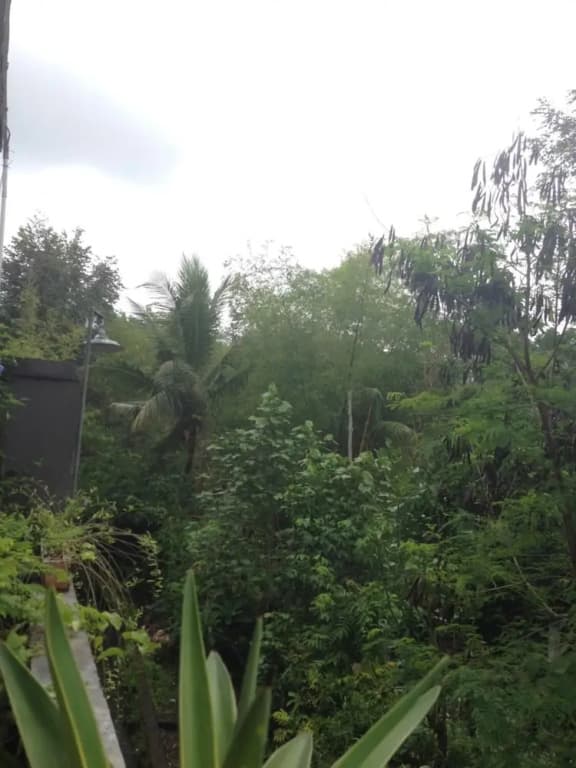 Cebluk Sari Homestay - photo 3