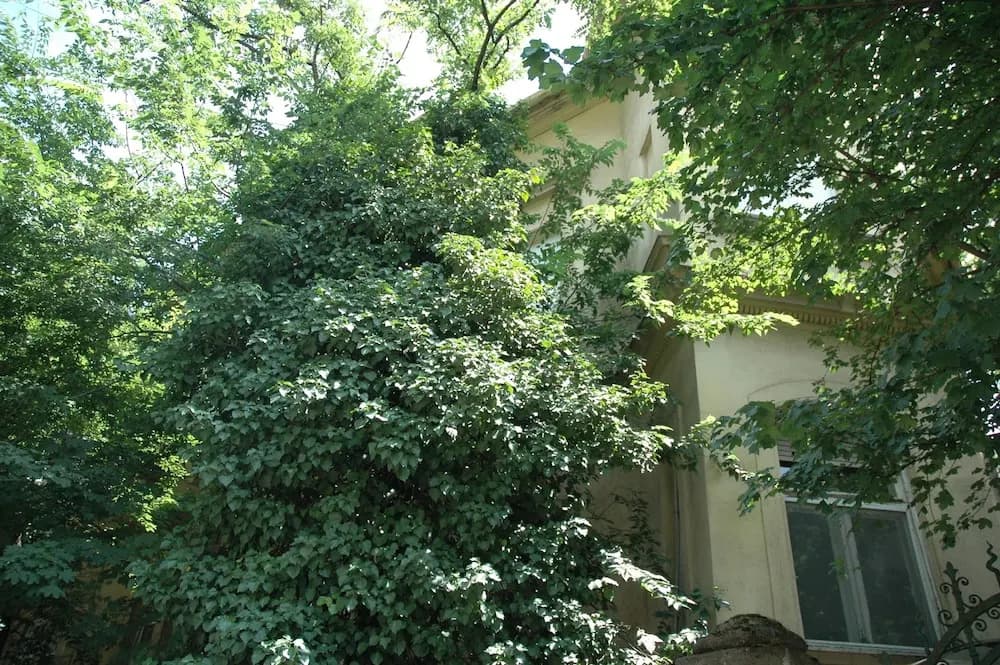 Lendvay Palace - photo 11