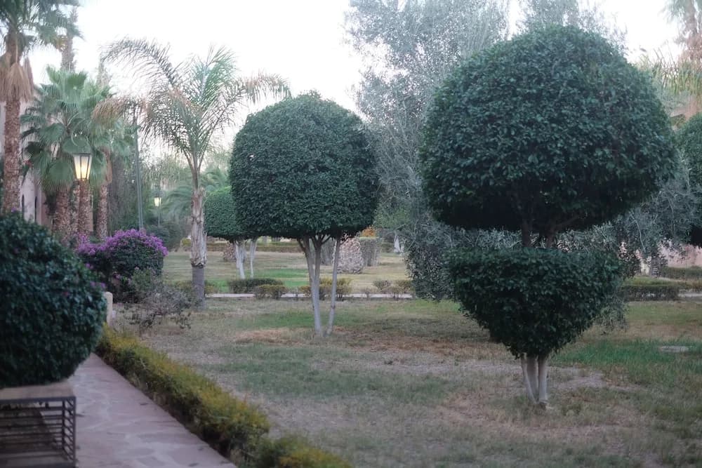 Eden Palm Resident Palmuraie Marrakech - photo 7