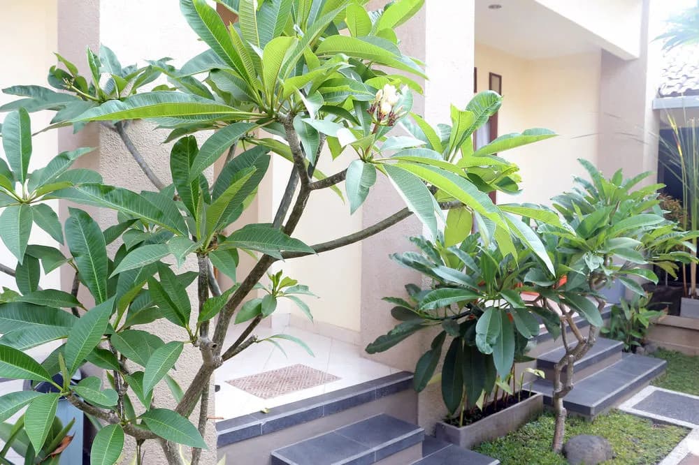 Citrus Tree Rooms - Shana - photo 10