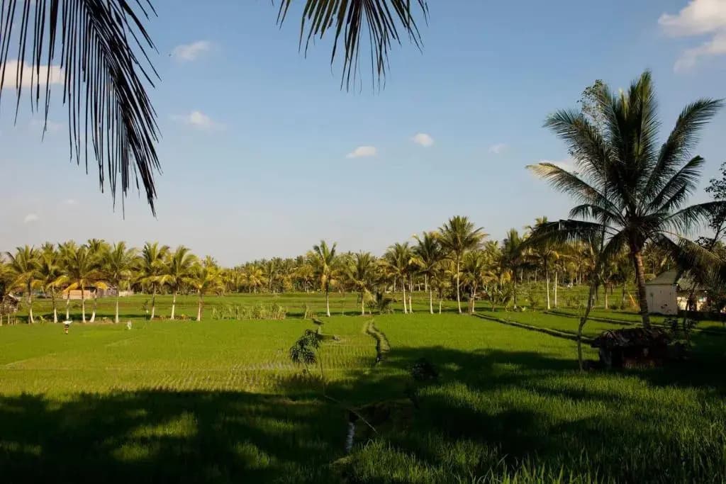 Puri Bebengan Bungalow - photo 4