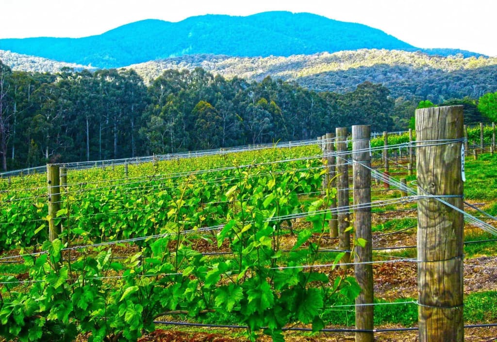 Valley Farm Vineyard Cottages - photo 7