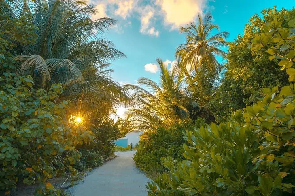 Rahaa Resort - photo 34