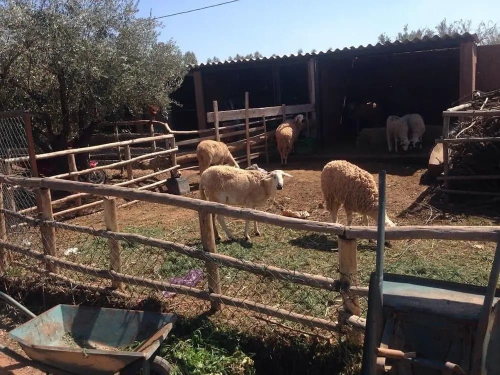 Ferme Sidi Safou Hotel - photo 16