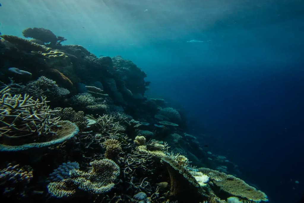 The Maverick Surf and Dive Resort - photo 6