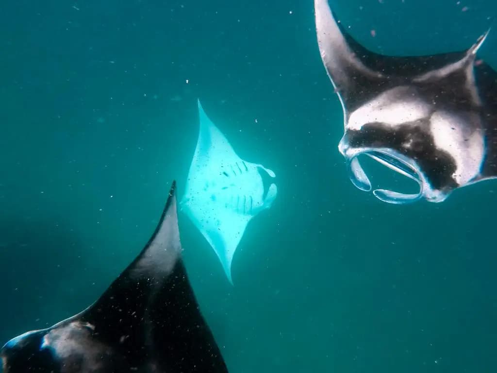 Viluveli Beach Maldives Hotel - photo 9
