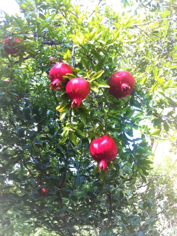 Granat Garden Aprtments - photo 4
